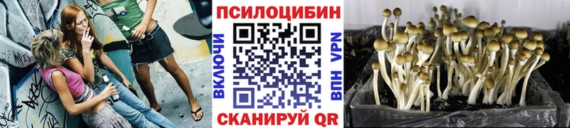 Псилоцибиновые грибы Cubensis  Михайлов 